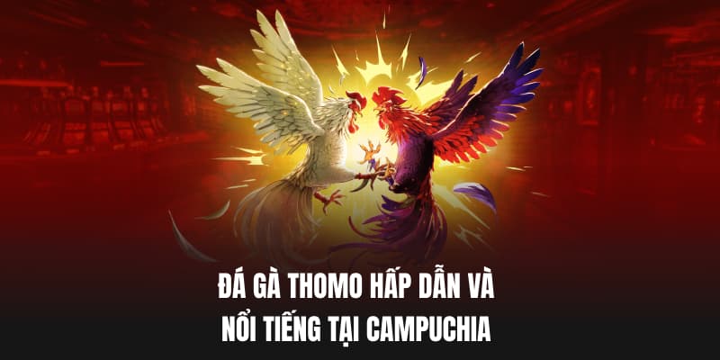 Đá gà thomo hấp dẫn và nổi tiếng tại campuchia